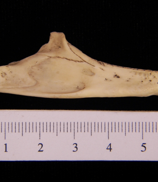 Softshell turtle (Apalone ferox) mandible, lateral view