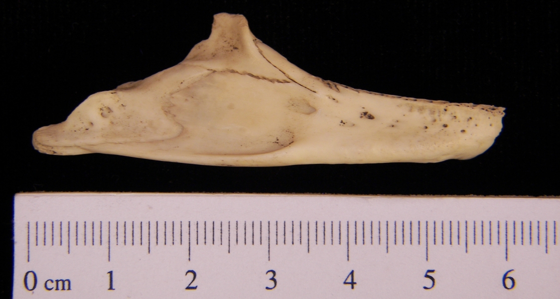 Softshell turtle (Apalone ferox) mandible, lateral view