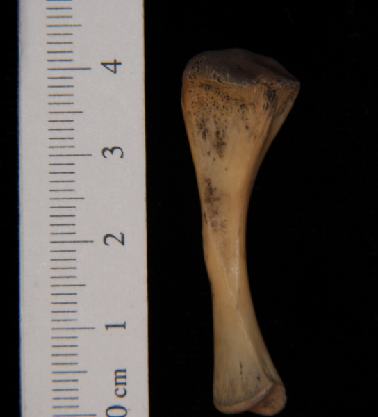 Softshell turtle (Apalone ferox) tibia