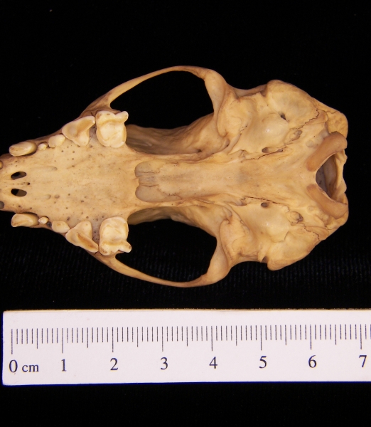 Striped skunk (Mephitis mephitis) cranium, inferior view