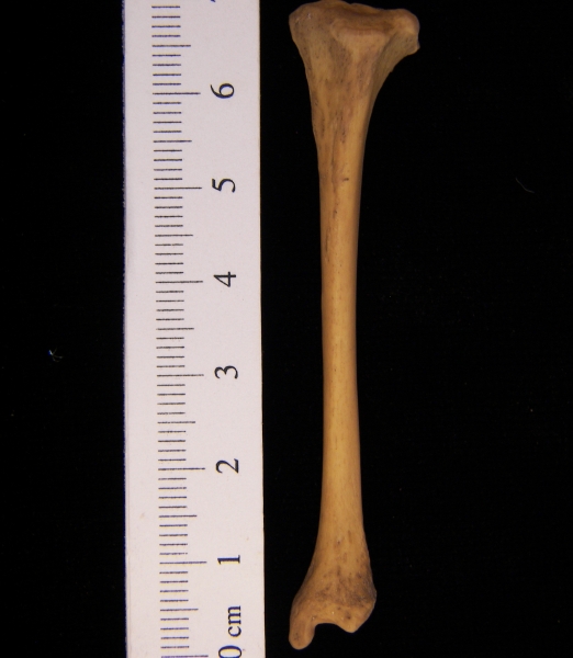 Striped skunk (Mephitis mephitis) left tibia, anterior view