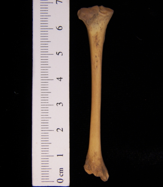 Striped skunk (Mephitis mephitis) left tibia, posterior view