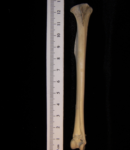 Turkey vulture (Cathartes aura) right tibiotarsus, anterior view