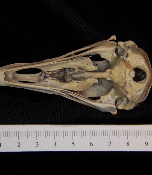 Turkey vulture (Cathartes aura) skull, inferior view