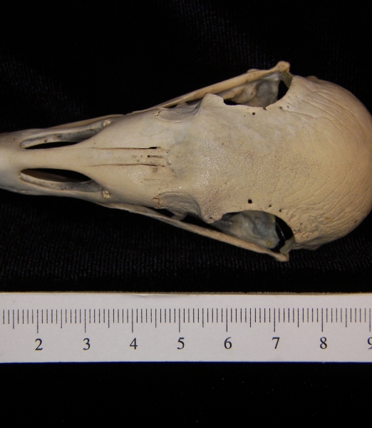 Turkey vulture (Cathartes aura) skull, superior view