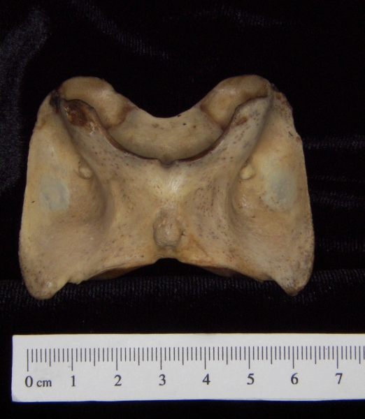 White-tailed deer (Odocoileus virginianus) C1 (first cervical vertebra), inferior view