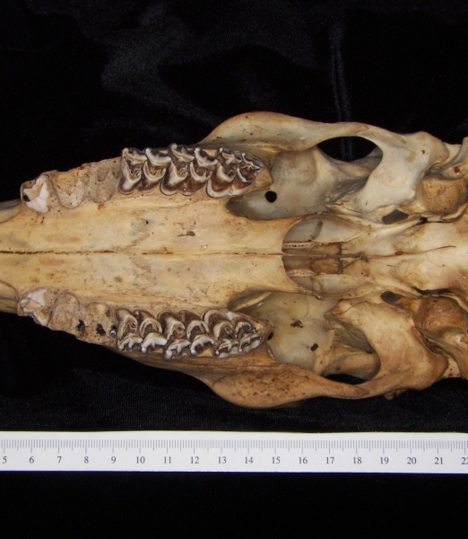 White-tailed deer (Odocoileus virginianus) cranium, inferior view