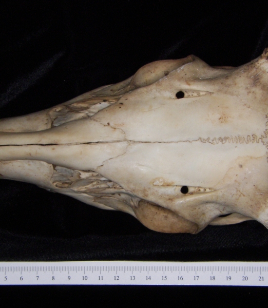 White-tailed deer (Odocoileus virginianus) cranium, superior view