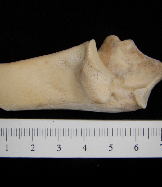 White-tailed deer (Odocoileus virginianus) left calcaneus, medial view