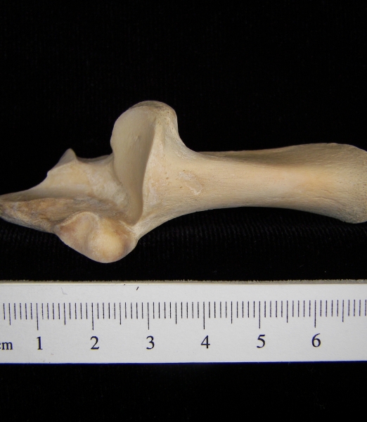 White-tailed deer (Odocoileus virginianus) left calcaneus, superior view