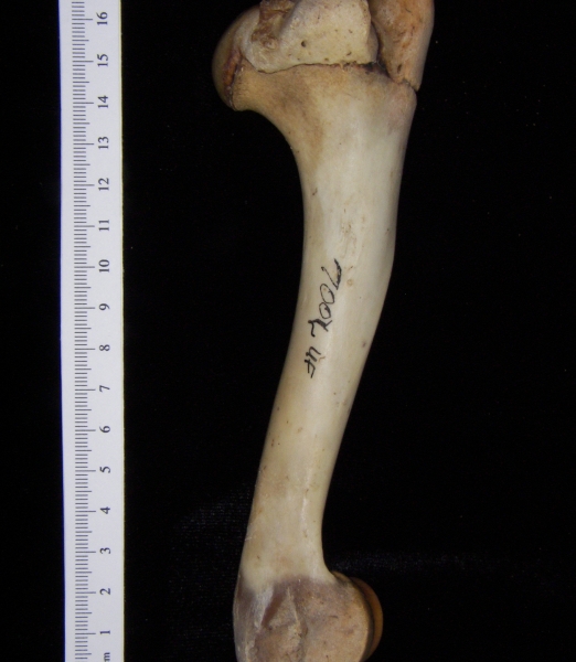 White-tailed deer (Odocoileus virginianus) left humerus, anterior view