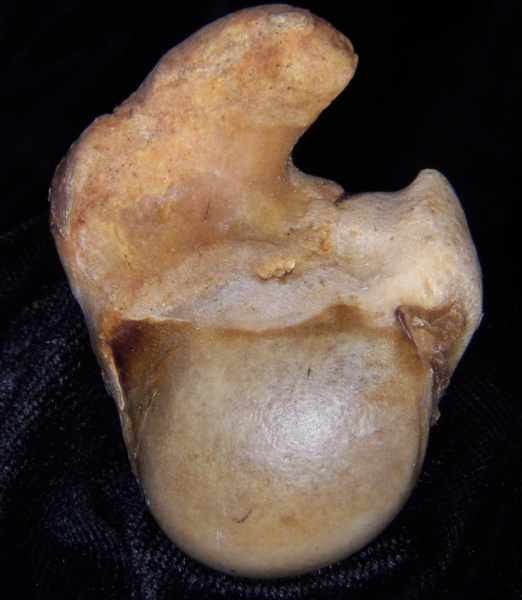 White-tailed deer (Odocoileus virginianus) left humerus, proximal articular surface