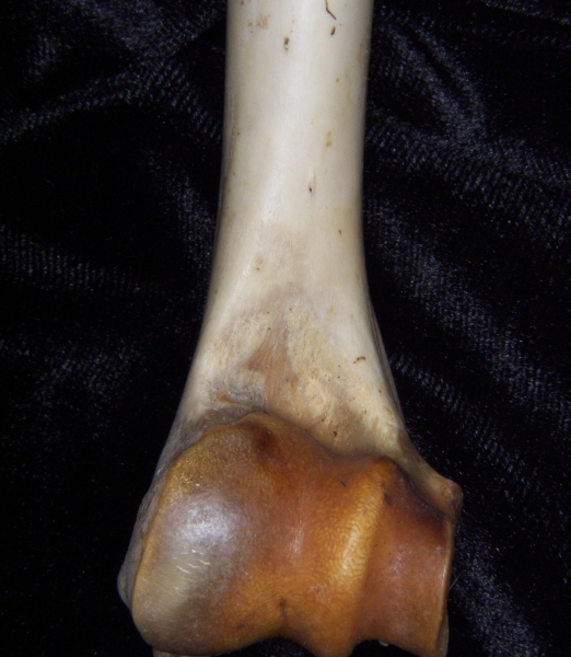 White-tailed deer (Odocoileus virginianus) left humerus, distal aspect, view 2