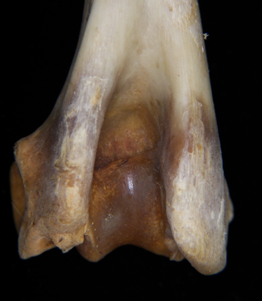 White-tailed deer (Odocoileus virginianus) left humerus, distal aspect