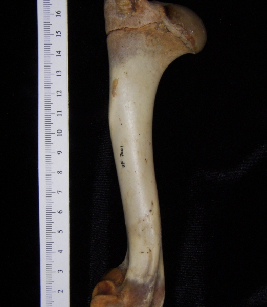 White-tailed deer (Odocoileus virginianus) left humerus, posterior view