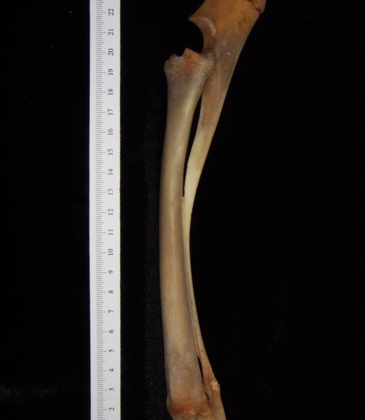 White-tailed deer (Odocoileus virginianus) left radius and ulna, view 2