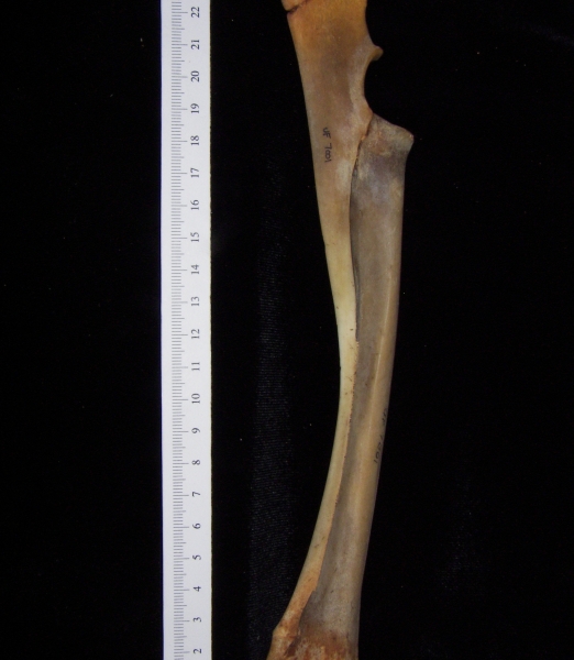 White-tailed deer (Odocoileus virginianus) left radius and ulna, medial view