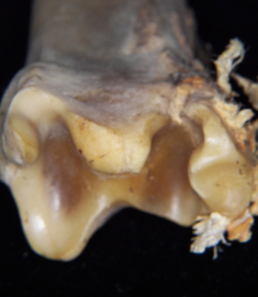 White-tailed deer (Odocoileus virginianus) left tibia, distal articular surface