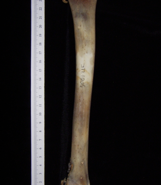 White-tailed deer (Odocoileus virginianus) left tibia, posterior view