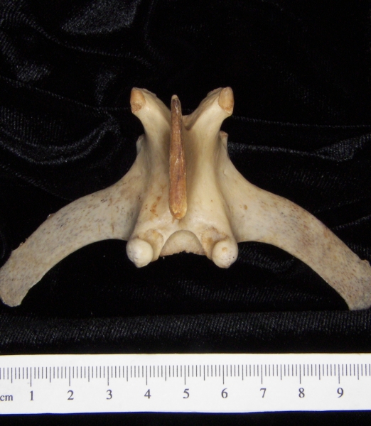 White-tailed deer (Odocoileus virginianus) mid-lumbar vertebra