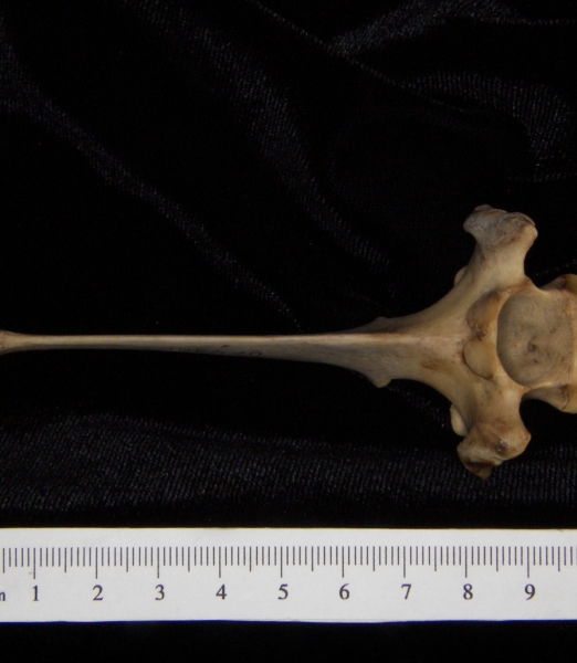 White-tailed deer (Odocoileus virginianus) mid-thoracic vertebra