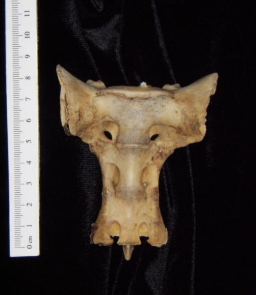 Anterior View White Tailed Deer Sacrum