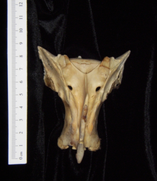 Posterior View White Tailed Deer Sacrum