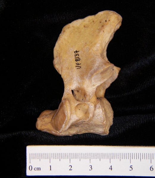 Wild boar (Sus scrofa) C2, lateral view