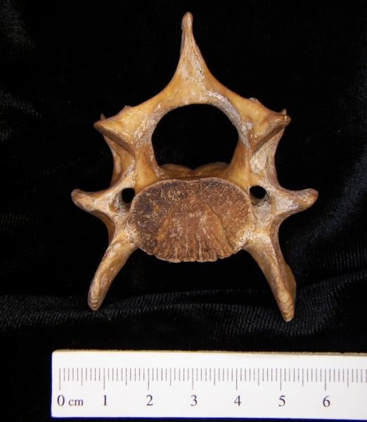 Wild boar (Sus scrofa) ~C6, 6th cervical vertebra, view 2