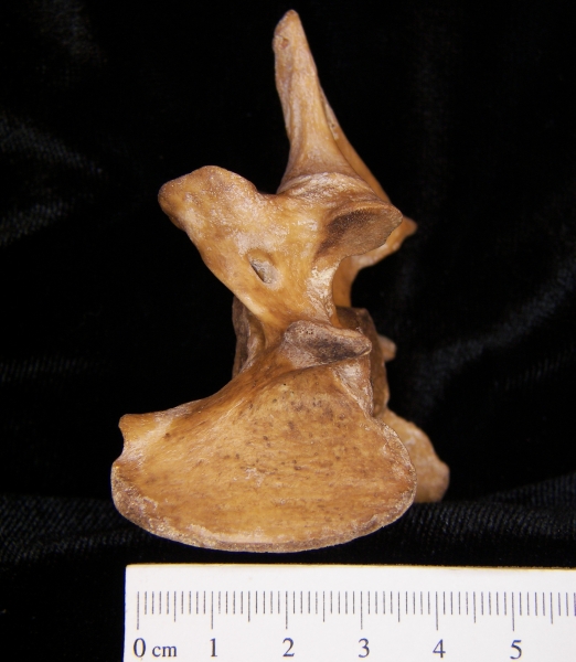 Wild boar (Sus scrofa) C6, 6th cervical vertebra