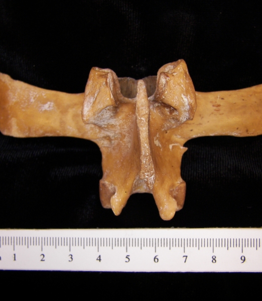 Wild boar (Sus scrofa) ~L3, 3rd lumbar vertebra