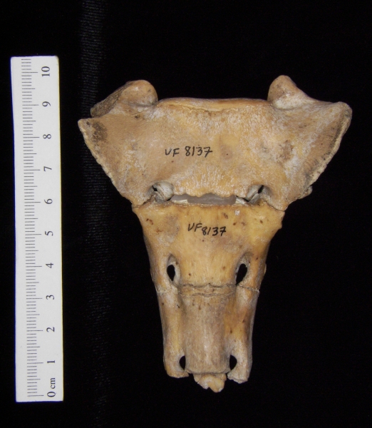 Anterior View Wild Boar Sacrum S1-3