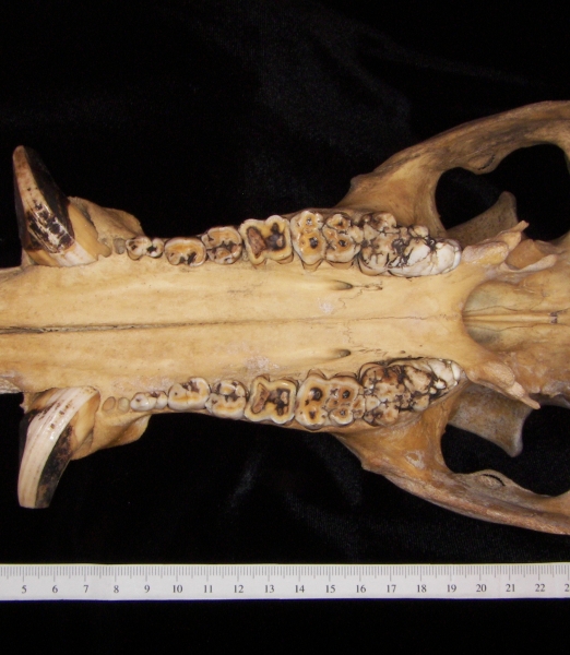 Wild boar (Sus scrofa) cranium, inferior view