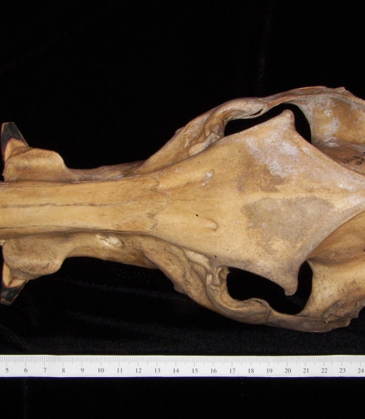 Wild boar (Sus scrofa) cranium, superior view