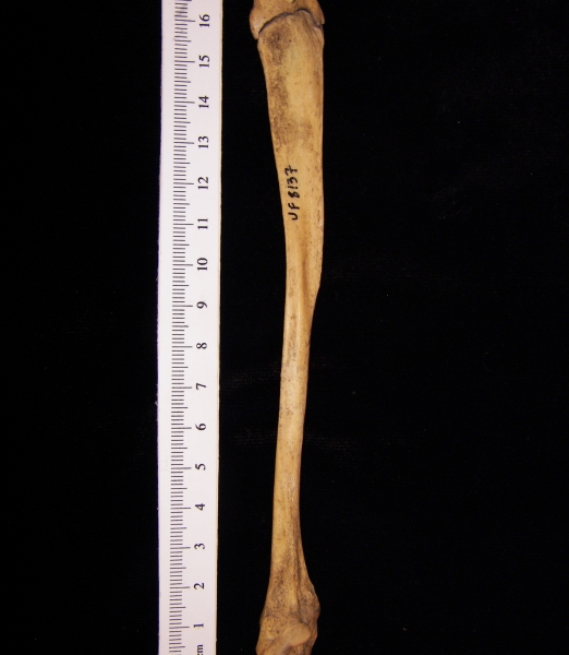 Wild boar (Sus scrofa) fibula, view 2