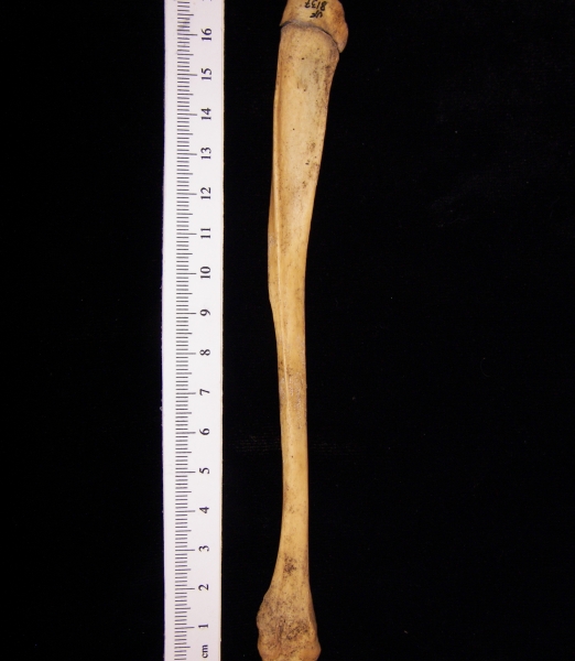 Wild boar (Sus scrofa) fibula