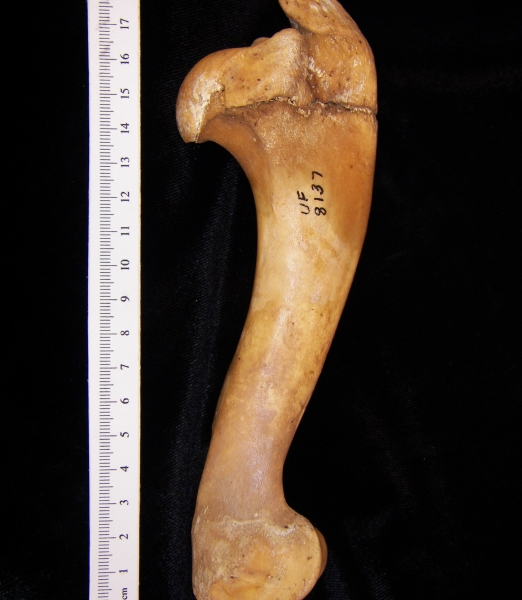 Wild boar (Sus scrofa) left humerus, anterior view