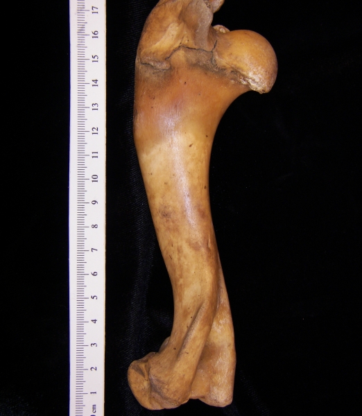 Wild boar (Sus scrofa) left humerus, posterior view