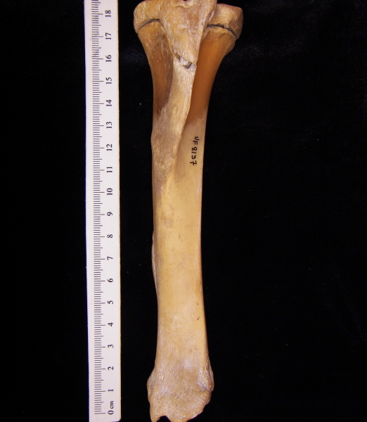 Wild boar (Sus scrofa) left tibia, anterior view