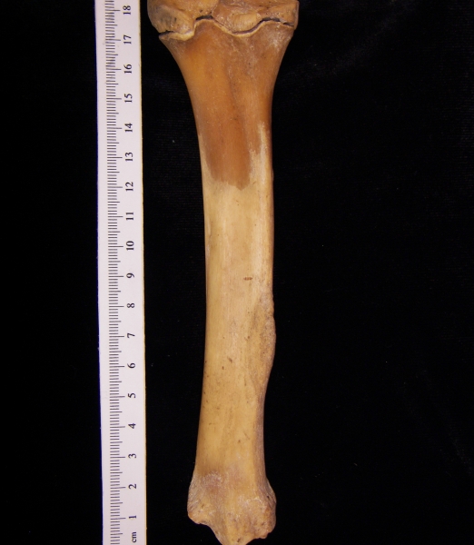 Wild boar (Sus scrofa) left tibia, posterior view