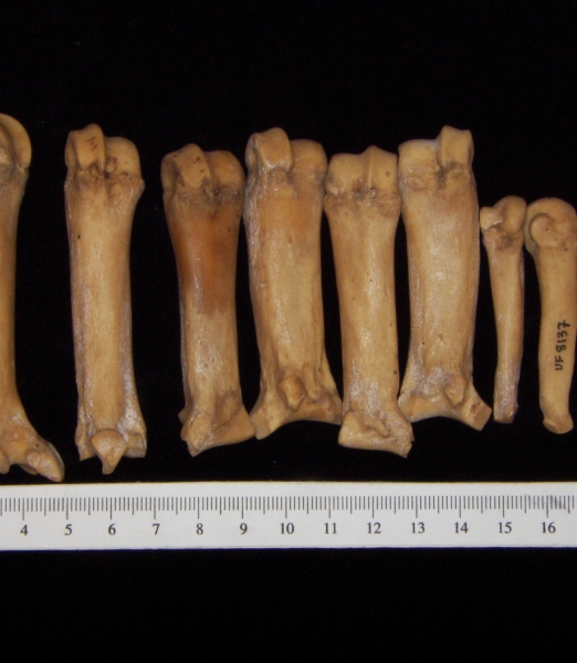 Wild boar (Sus scrofa) metacarpals and metatarsals