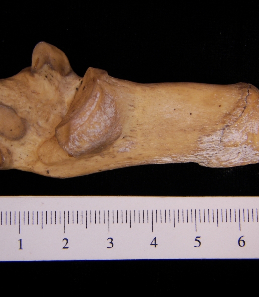 Medial View Right Wild Boar Calcaneus