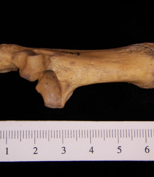 Superior View Right Wild Boar Calcaneus