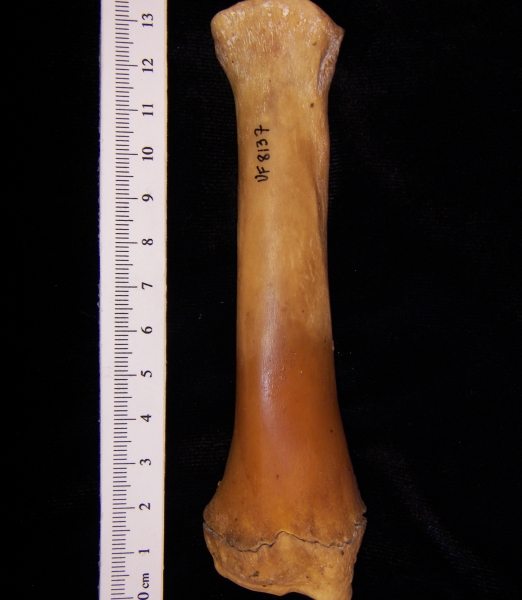 Wild boar (Sus scrofa) right radius, anterior view