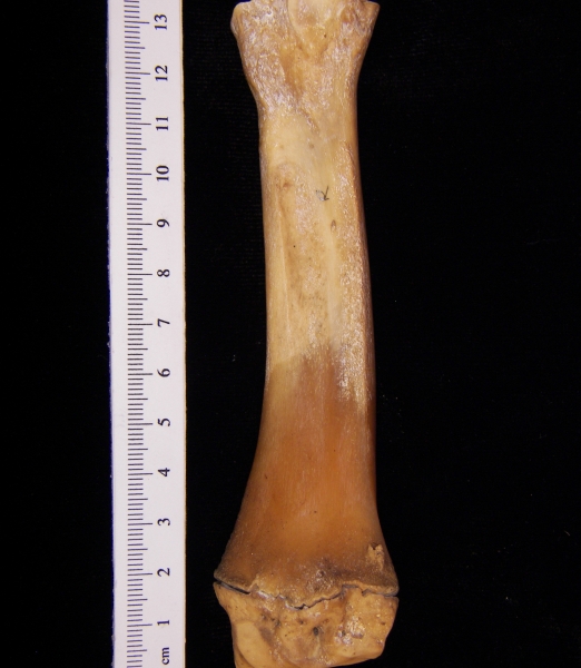 Wild boar (Sus scrofa) right radius, posterior view