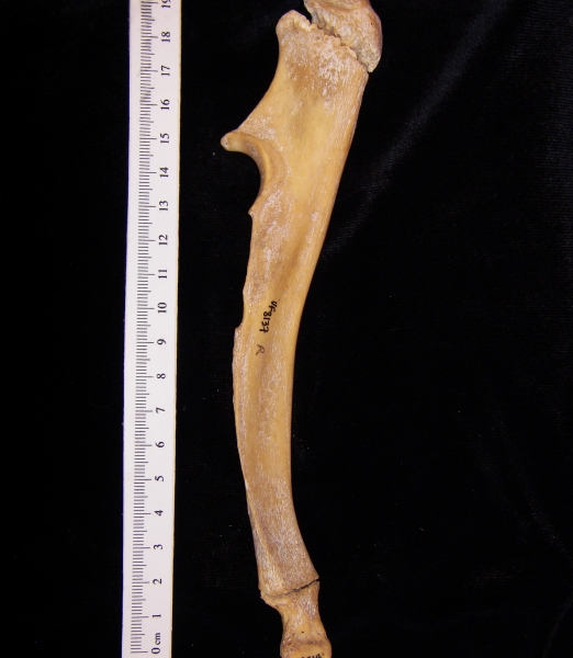 Wild boar (Sus scrofa) right ulna, medial view