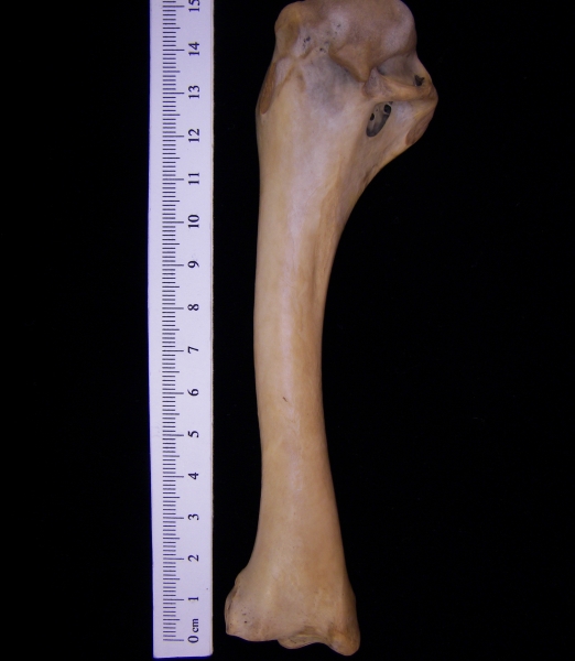 Wild turkey (Meleagris gallopavo) left humerus, view 2