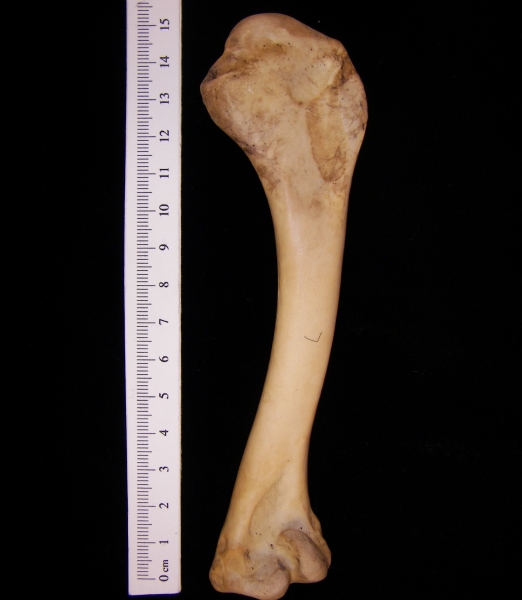 Wild turkey (Meleagris gallopavo) left humerus