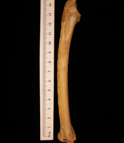 Wild turkey (Meleagris gallopavo) left ulna, view 2