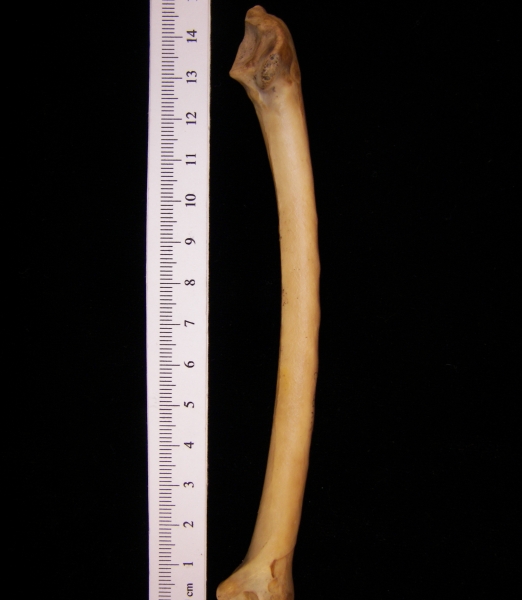 Wild turkey (Meleagris gallopavo) left ulna